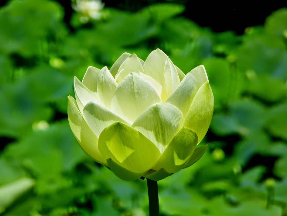 White lotus 2