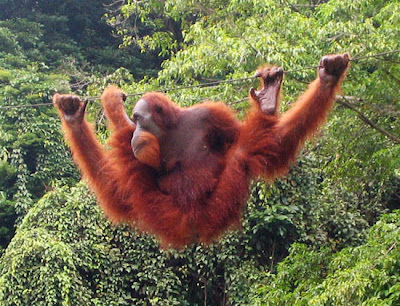 Rainforest in Sumatra