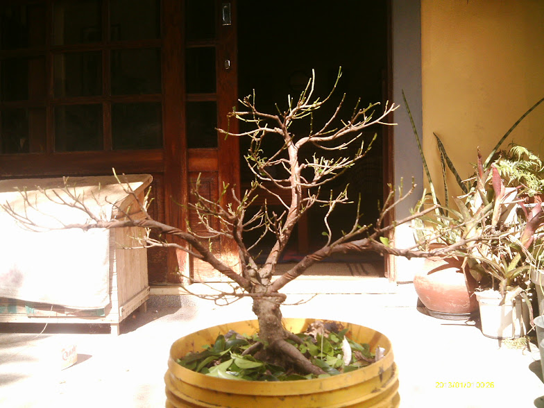 Outro  Ficus Microcarpa... IMAG0066