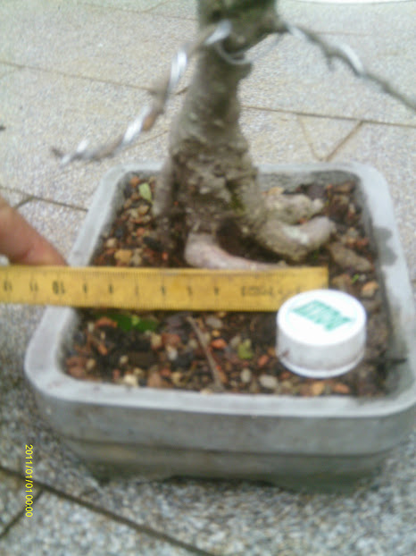Ficus Retusa Shohin... IMAG0088