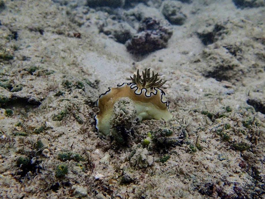 Doriprismatica atromarginata (Nudibranch), Miniloc Island Resort reef, Palawan, Philippines.