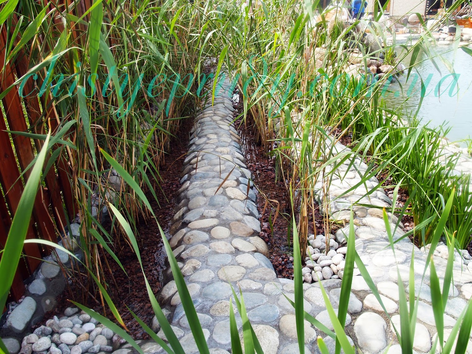 Очистки воды пруда. Ручей биоплато. Рогоз для биоплато. Растения для биоплато для пруда.