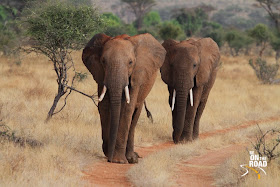 African Elephants March