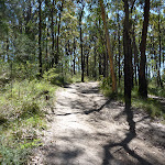 Back on the Great North Walk Track (336679)
