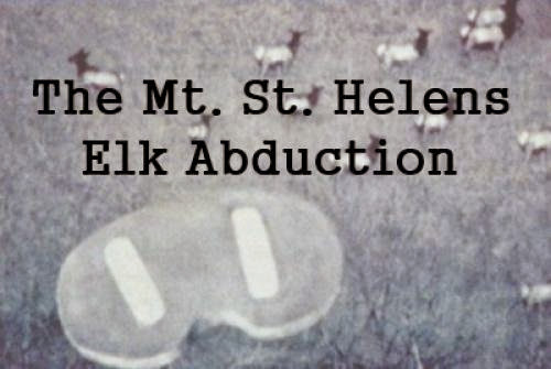 The Mt St Helens Elk Abduction