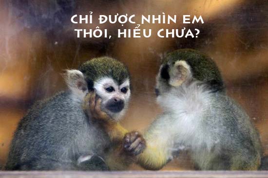 Ảnh vui, hài hước về họ hàng nhà Khỉ Khỉ ghen