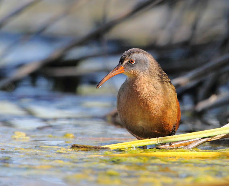 IMAGE: https://lh4.googleusercontent.com/-g0CWW_lT_Go/TnecF0uVk9I/AAAAAAABNsY/Nb_89Z2erAo/s800/WS_094739r.jpg