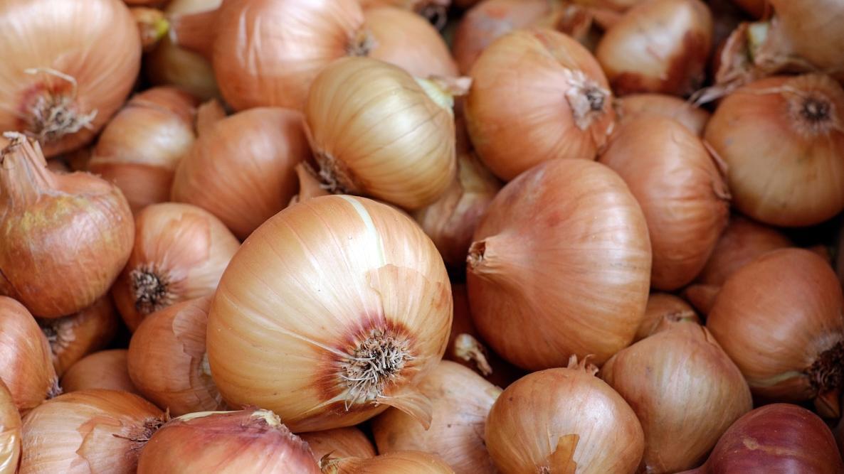 Growing Onions: Planting, Growing, and Harvesting Onions | The Old Farmer's  Almanac