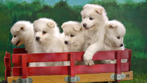Wagonload of Samoyed Puppies.jpg