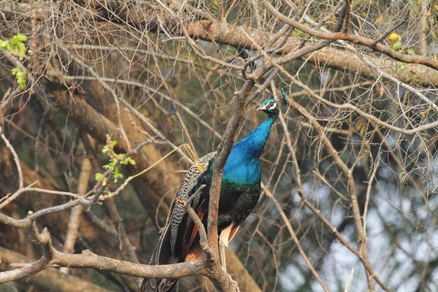 Beautiful Peacock at Ranganathitu Bird Sanctuary