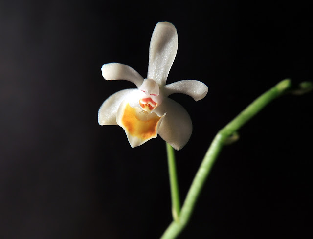Phalaenopsis malipoensis DSCN0063
