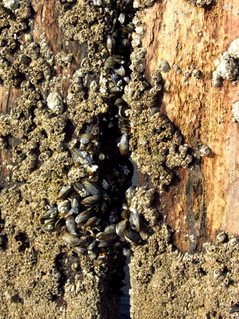 barnicles and muscles and limpets