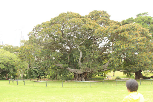 Royal Botanic Gardens