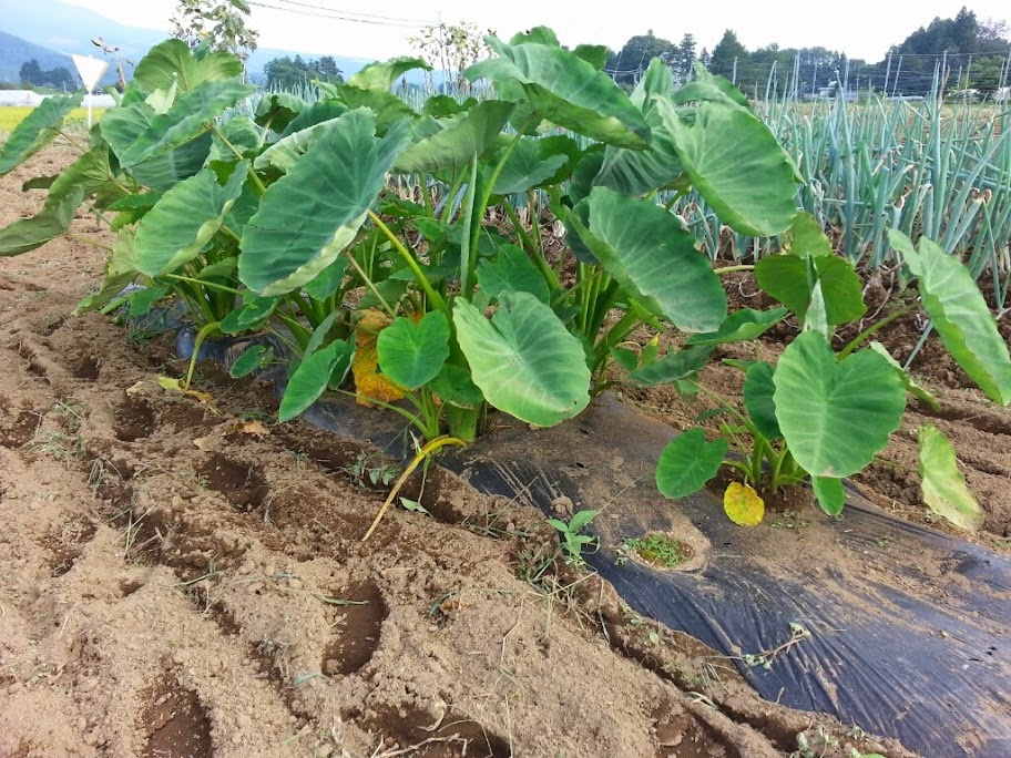南清庵 里芋の育て方 土垂 植え付け 追肥 土寄せ 収穫