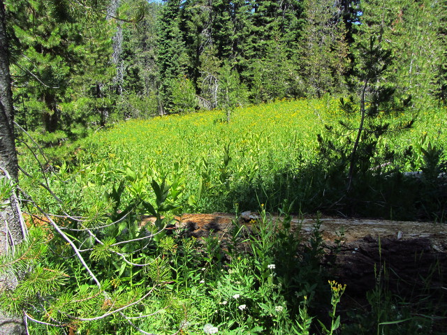 a meadow above Dream Lake