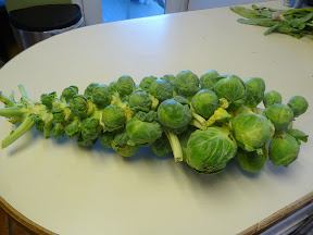 brussel sprout stalk