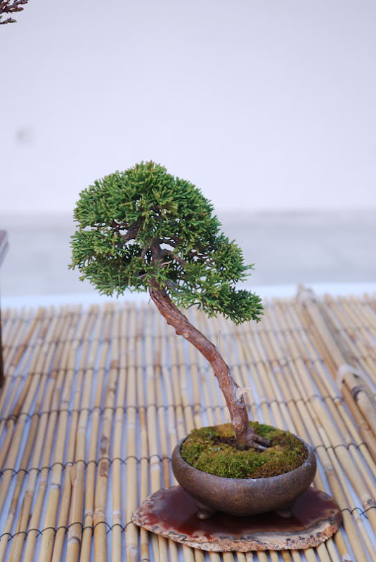 XI Exposición Invernal de bonsai de la A.S.B. Chokkan 094%252520XI%252520Exp.Inv.%252520ASBC%25252020111204%252520206