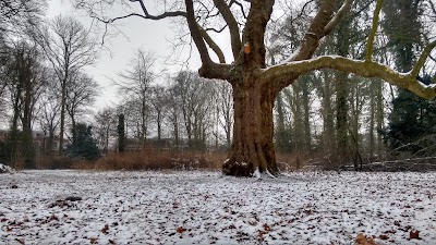 Photos of Alkmaarderhout