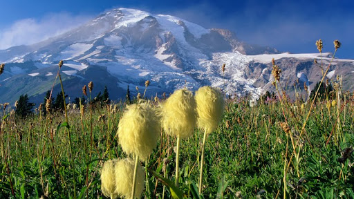 Wildflowers, Mount Rainier National Park, Washington.jpg