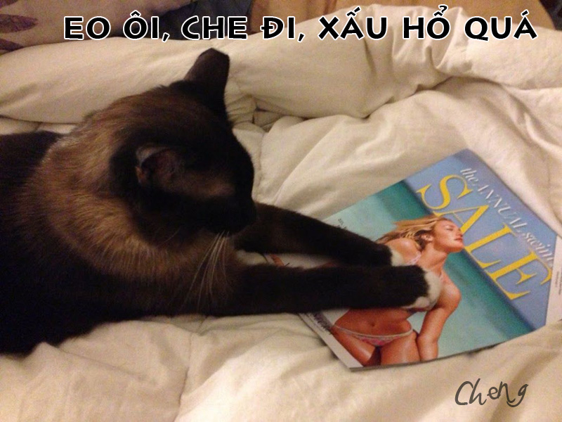 Ảnh chế Mèo hài hước, vui nhộn nhất Ảnh chế vui Mèo xấu hổ