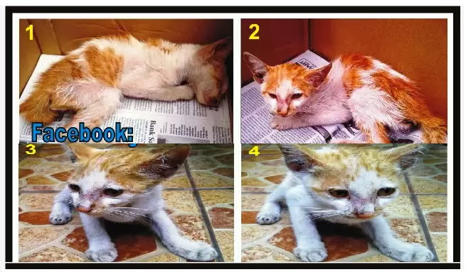 Manfaat S.LUTENA Untuk Perbaikan Kesehatan Kucing
