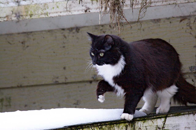 adoptable rescue feral kitten Wishe, part maine coon, in snow, exploring