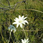 Actinotus helianthi (Flannel Flower) (18780)