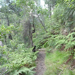 Ferny section of track south of Winson Bay (420499)