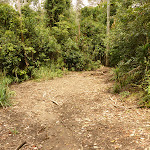 Management trail in the Watagans (321515)