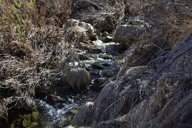 creek over rocks with islands of dried grass