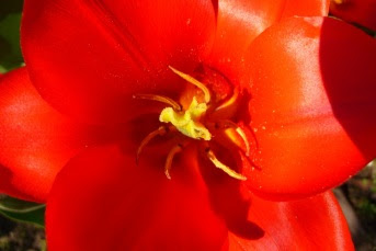 Tulipan Greiga 'Red Riding Hood'