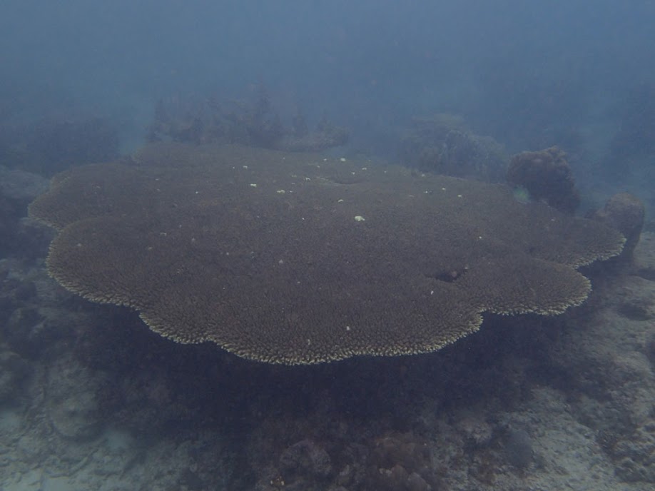 Acropora Tabletop Coral, Miniloc Island Resort reef, Palawan, Philippines.