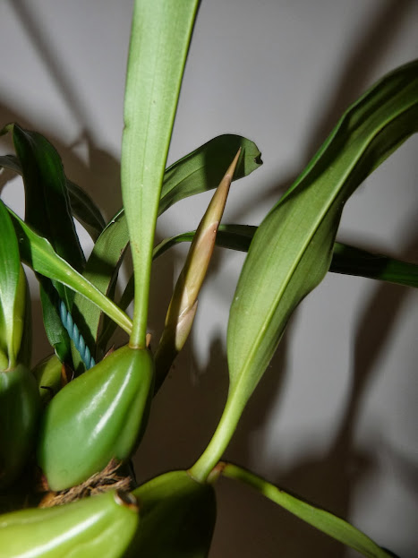 Coelogyne mooreana x cristata P1360874
