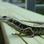 Lizard on Calna Creek Bridge (330731)
