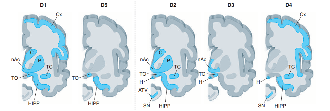 Localização dos cinco subtipos de receptores de dopamina no cérebro humano