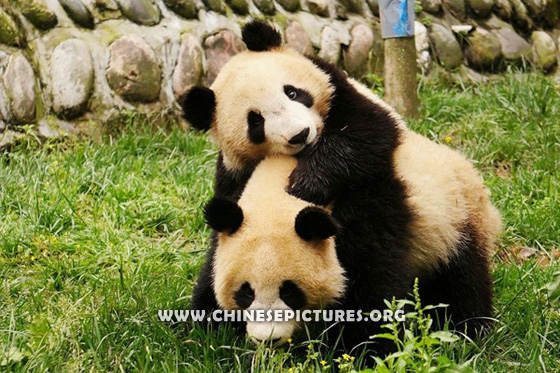 Chinese Panda Photo 5