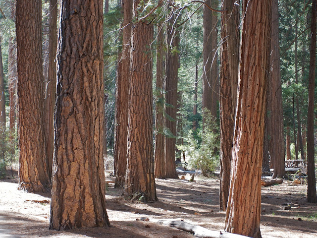 Yosemite Pines Yosemite Pines