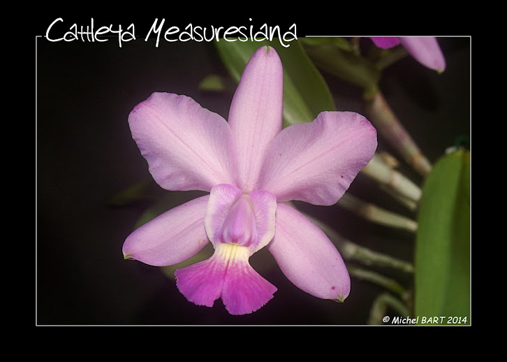 Cattleya Measuresiana (aclandiae x walkeriana) Cattleya_Measuresiana2