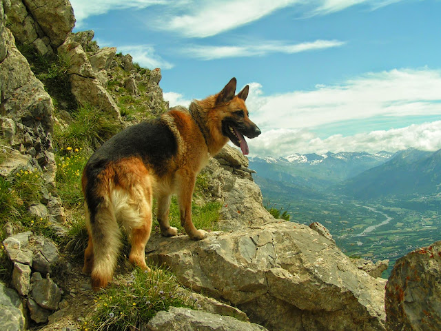 Dog Wallpapers Dog Wallpapers