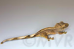 Sacagawea - Unsexed *full* pinstripe crested gecko from moonvalleyreptiles.com