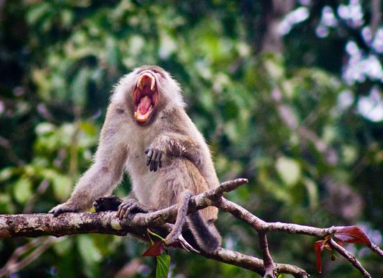 Mad Monkey