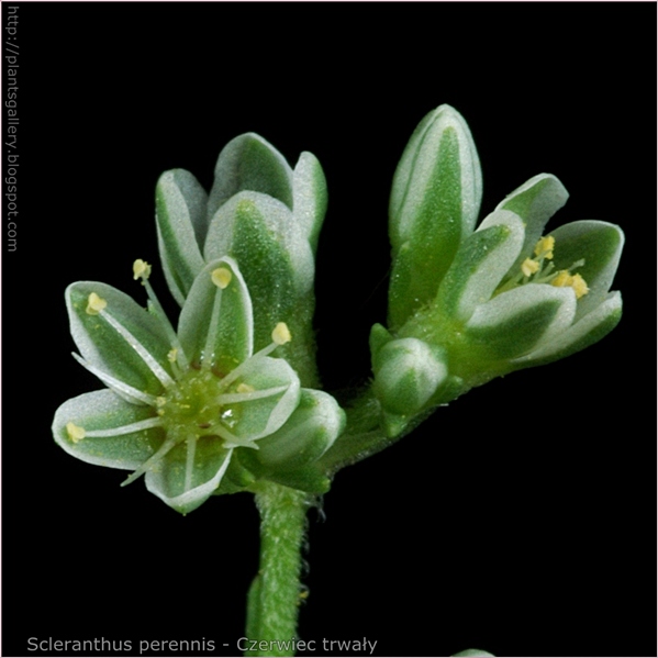 Scleranthus perennis flowers - Czerwiec trwały kwiaty