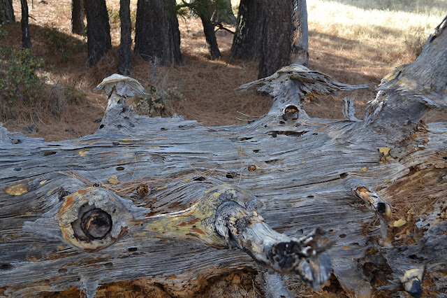 decaying tree trunk