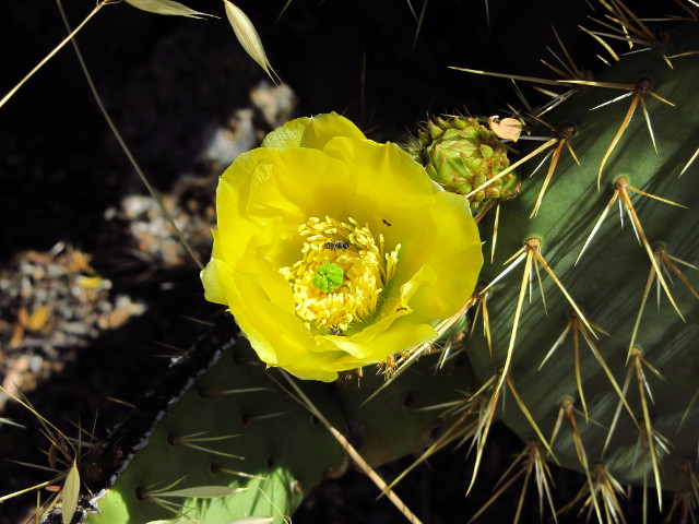 big yellow cactus flower with polinators