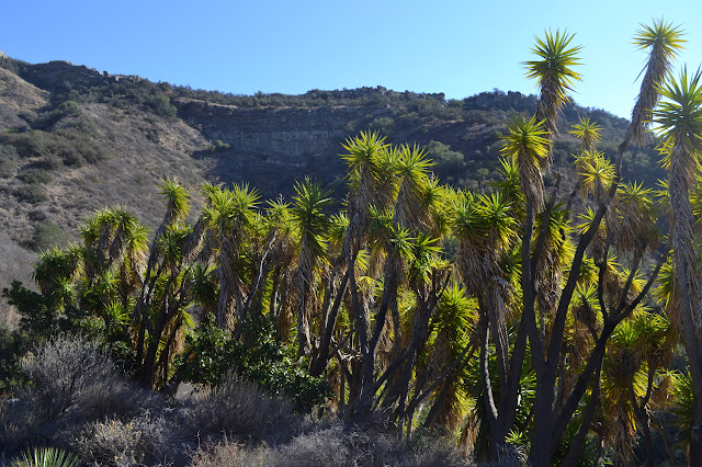 yucca before the cliffs