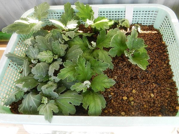 ドーム菊定植と福助作りの挿し芽 Weblog 和みの庭 11 16