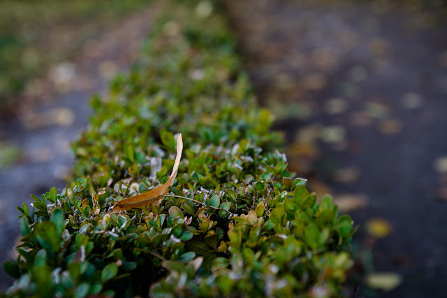 the leaf on the hedge