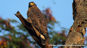 Crested Serpent Eagle staring at me