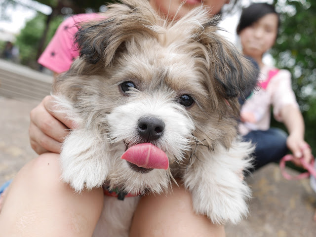 a dog in Hunan