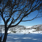 In the shade of the snow gum (300010)